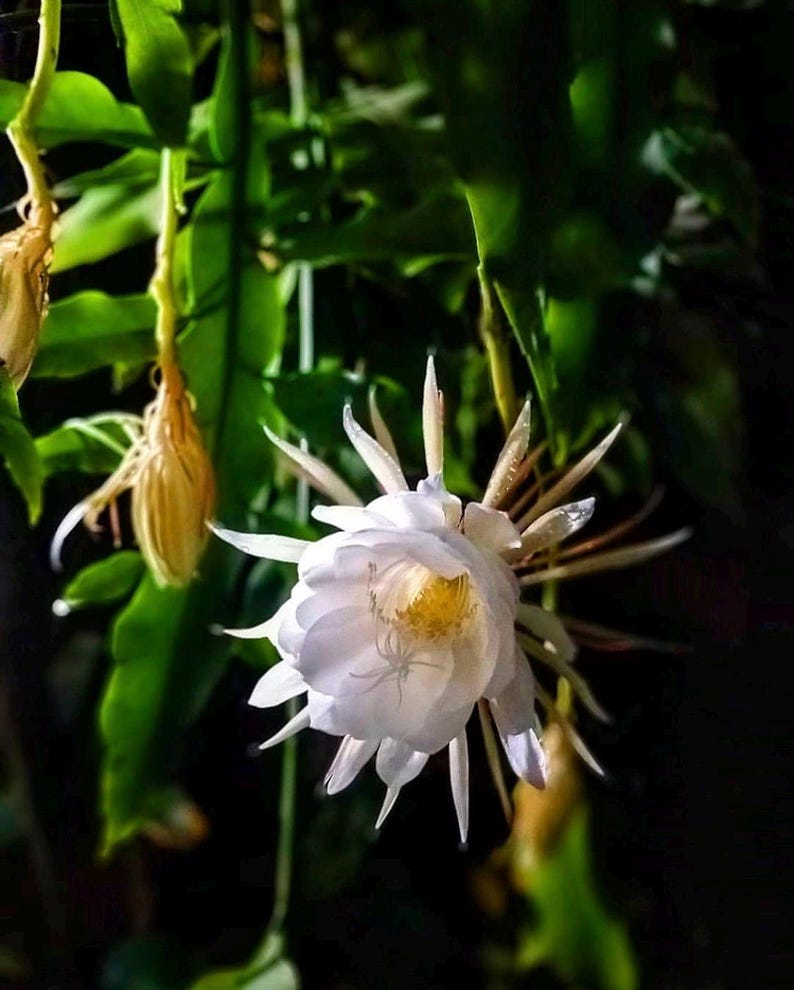Queen of the Night Cactus - Epiphyllum hookeri - Night Blooming Tropical Cactus - Multiple Sizes Available