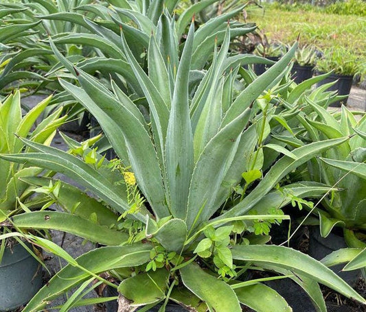 Agave desmettiana Live Plant - Hardy Succulent - Outdoor Grown - Ideal for Gardens and Landscapes - Agave desmettiana