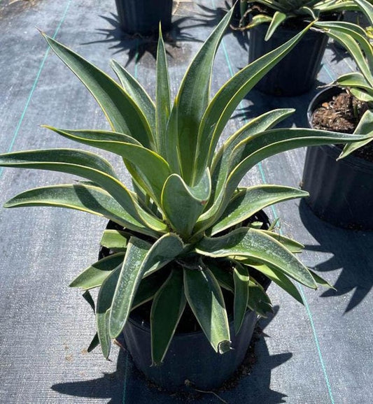 Agave Plant - Variegated Agave desmettiana - Live Outdoor Plant - Ideal for Garden - Pest Inspected