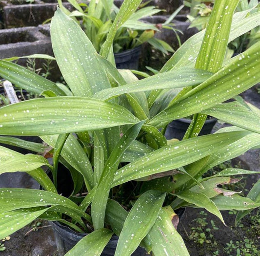 Aspidistra elatior Milky Way - Live Cast Iron Plant - Hardy Indoor/Outdoor Houseplant - Unique Variegated Foliage