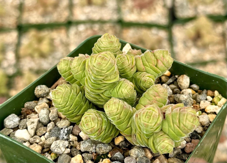 Rattlesnake Tail Succulent | 4" Live Plant | Crassula Columella | Rare Columnar Succulent for Rock Gardens & Collectors