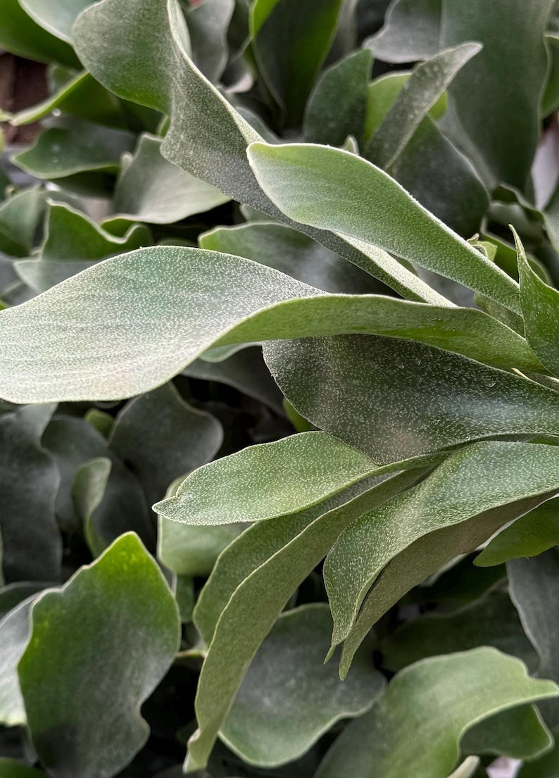 Staghorn Fern | Live Hanging Plant | Platycerium Bifurcatum | Unique Tropical Houseplant for High Humidity