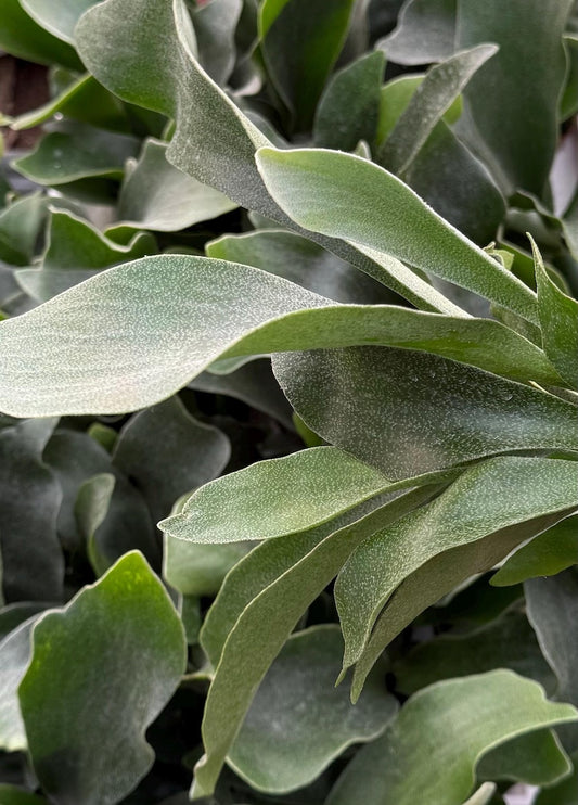 Staghorn Fern | Live Hanging Plant | Platycerium Bifurcatum | Unique Tropical Houseplant for High Humidity