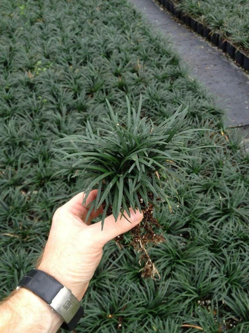 Dwarf Mondo Grass Live Plant - Ophiopogon Japonicus Nana - Flats of Eighteen - Outdoor Grown, Minor Blemishes