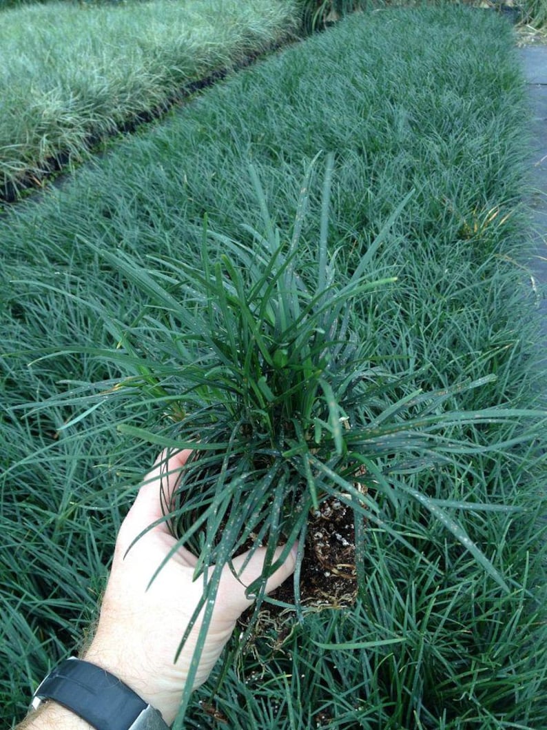 Mondo Grass Flats of Eighteen - Live Plant - Ophiopogon Japonicus - Outdoor Grown - Minor Blemishes - Healthy & Inspected