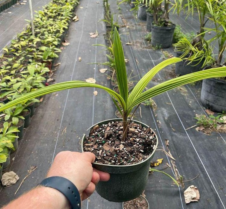 Coco Babao Live Plant - Syagrus comosa - Outdoor Grown - Minor Blemishes - Tropical Palm for Garden or Landscape