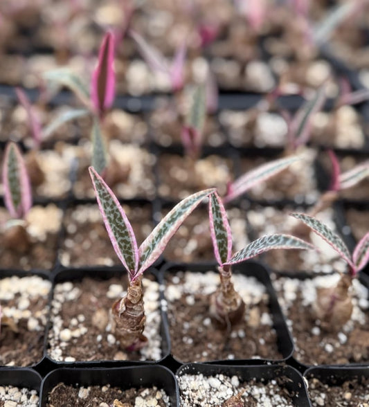 Variegated Silver Squill Plant in 2.5" Pot | Ledebouria Socialis | Rare Variegated Houseplant with Purple Flowers