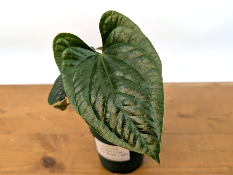 Anthurium Pinkleyi x Luxurians 'Happy Bunny' Live Plant in 4 Inch Pot - Tropical Anthurium Hybrid for Home Decor