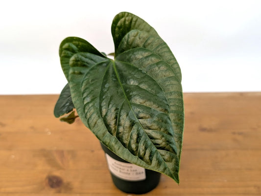 Anthurium Pinkleyi x Luxurians 'Happy Bunny' Live Plant in 4 Inch Pot - Tropical Anthurium Hybrid for Home Decor
