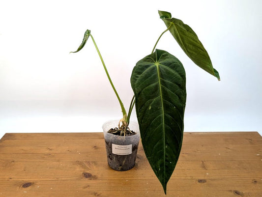 Anthurium Waterburyanum Velvet Leaf Plant - 4" Potted Tropical Houseplant - Exotic Plant Collection