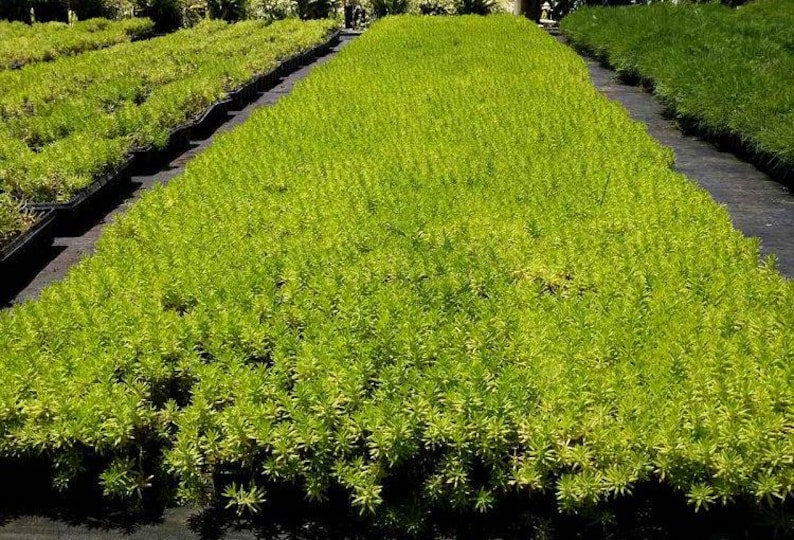 hardy succulent ground cover Sedum Plants - Flats of 18 - Live Outdoor Sedum rupestre