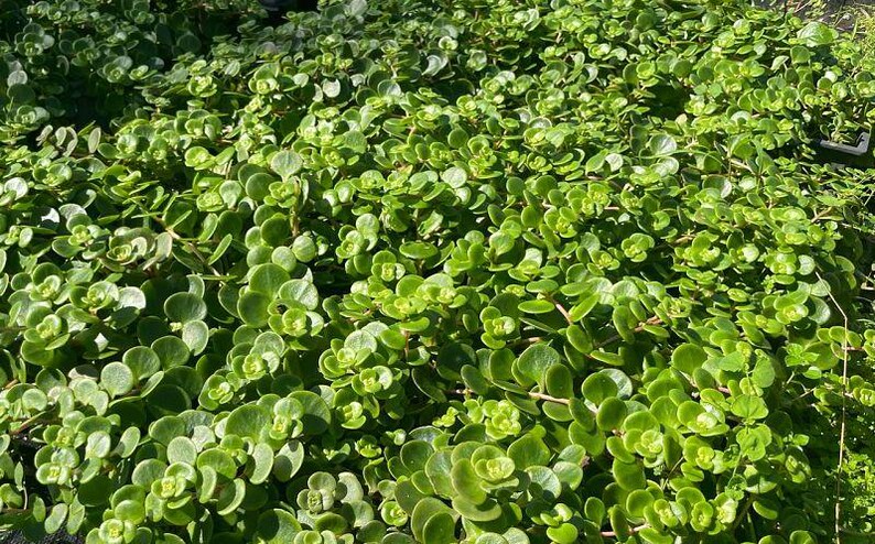 Sedum Tetractinum - Chinese Stonecrop - Live Plant - Flats of Eighteen - Outdoor Grown Succulent - Hardy Ground Cover Plant
