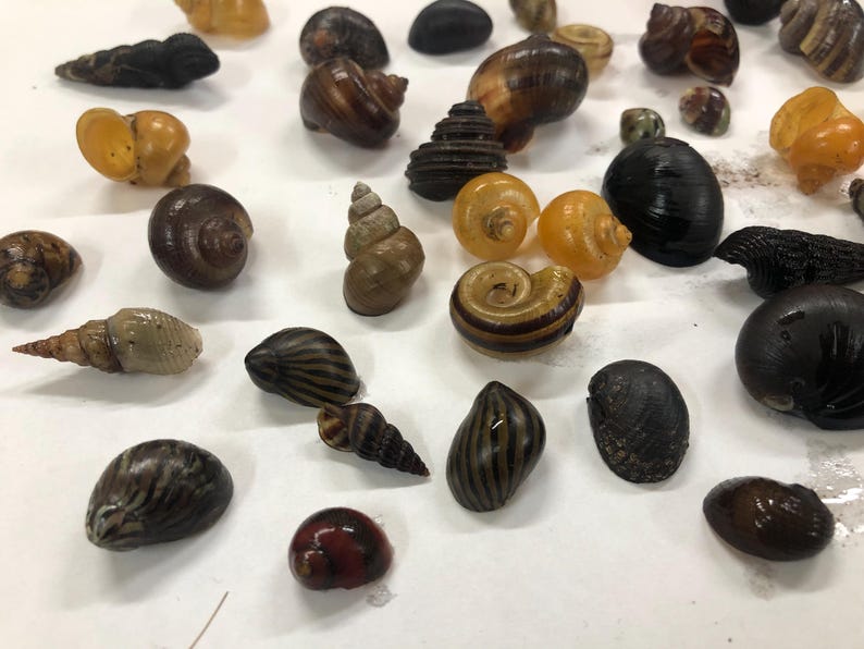 Assorted Empty Snail Shells for Crafts, DIY Beach Decor, Coastal Aquarium Decor - Mixed Shells Collection