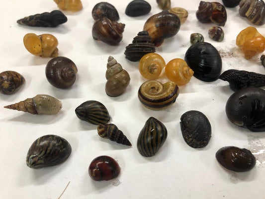 Assorted Empty Snail Shells for Crafts, DIY Beach Decor, Coastal Aquarium Decor - Mixed Shells Collection