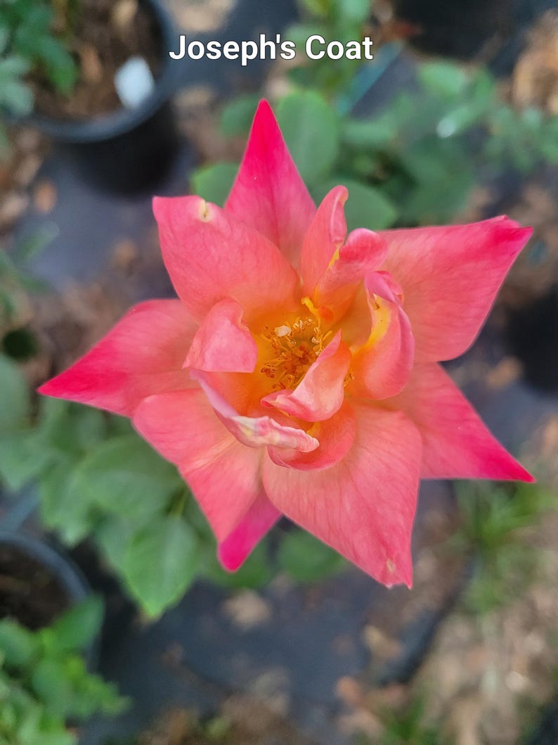 Joseph's Coat Climbing Rose Starter Plant - Red/Gold/Orange Blooms - Rosa 'Joseph's Coat' - Hardy for Zones 5-10