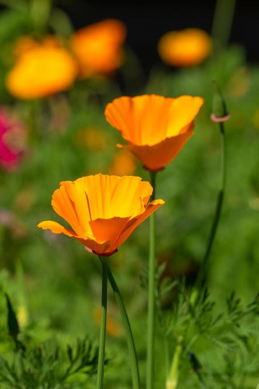 California Poppy Seeds - 20 Orange Flower Seeds - Eschscholzia californica - Drought Tolerant Garden Plant