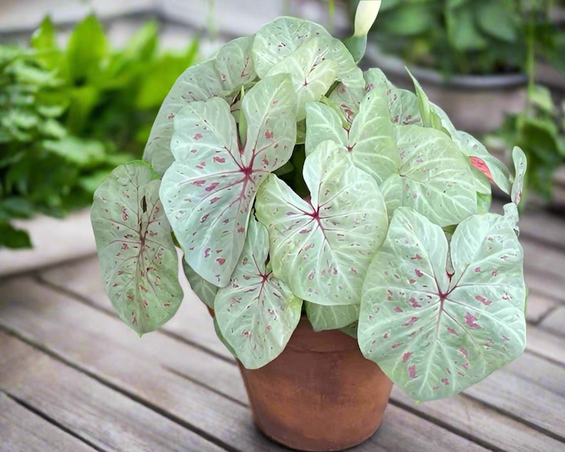 Limelite Caladium Bulbs (2 Pack) - Lime Green Leaves with Blush Pink Speckles - Caladium bicolor