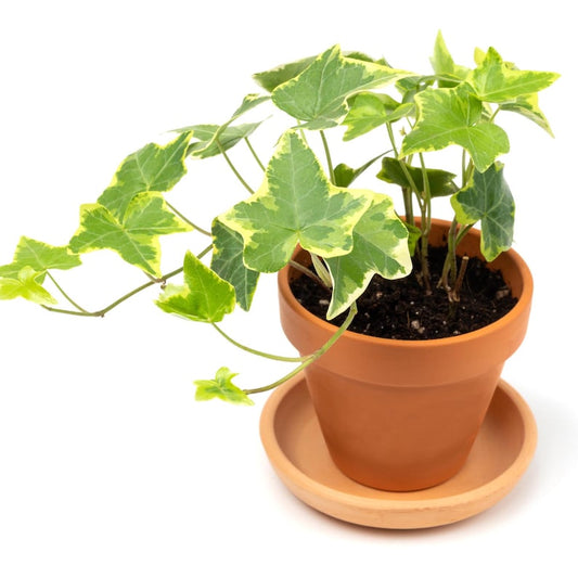 Variegated English Ivy Live Plant - 3” Gold Ivy Indoor Vining Houseplant - Air Purifying - Hedera helix 'Gold Child'