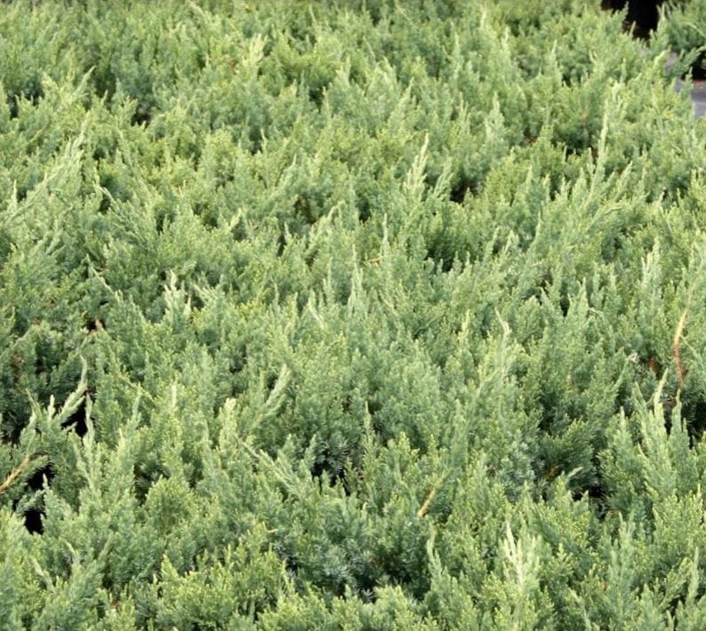 Parsonii Juniper Shrub - Bluish-Green Ground Cover - Juniperus Davurica 'Parsonii' - Cold Hardy & Low Maintenance Plant