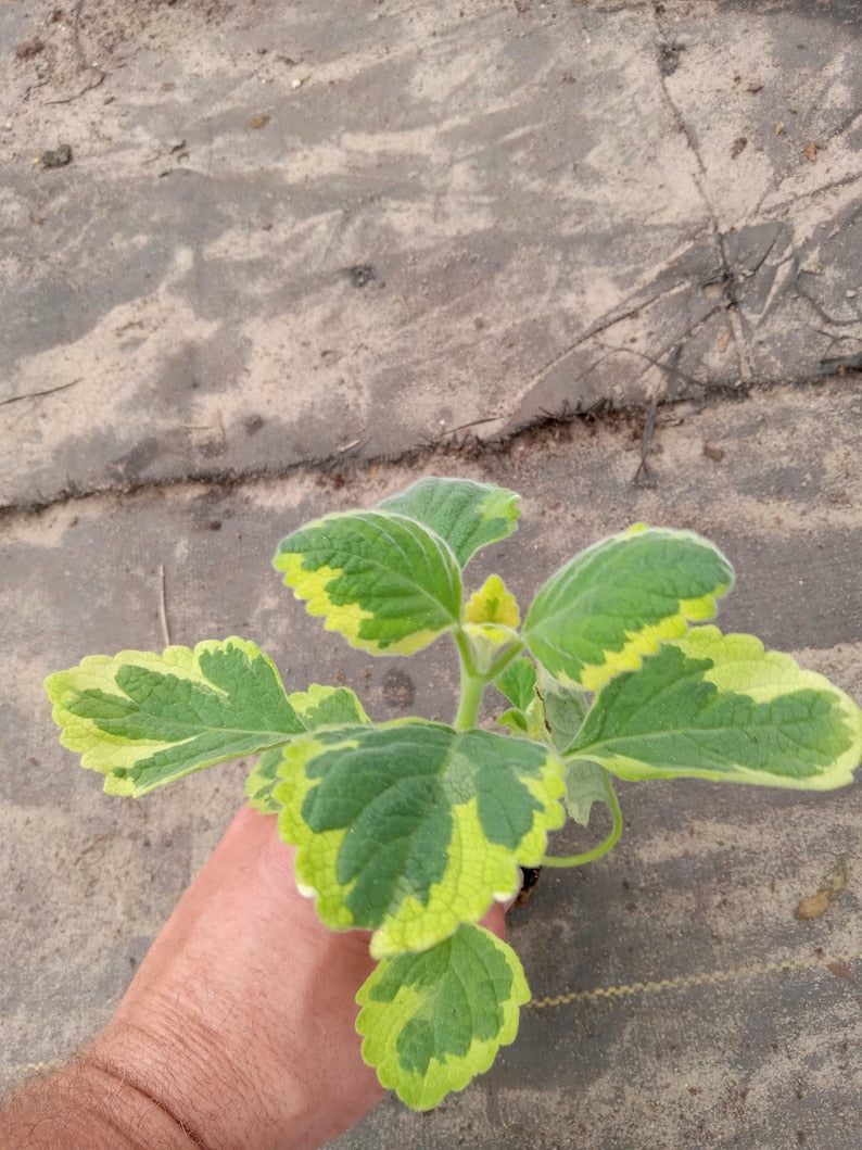 Live Lemon Twist Plectranthus Plant - 5-8 Inches - Aromatic Variegated Foliage - Easy to Grow - Plectranthus scutellarioides