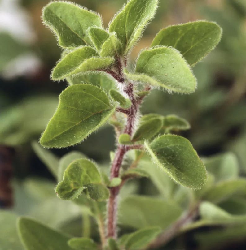 Live Greek Oregano Plants (Pack of 3) - Aromatic Herb for Cooking, Medicinal Use - Origanum vulgare