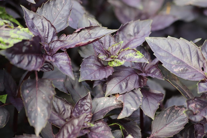 Red Rubin Basil Seeds - 20 Pack - Purple Basil - Ocimum basilicum 'Purpurascens' - Fragrant Herb for Garden