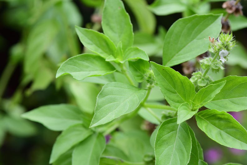 Lemon Basil Seeds - 20 Seeds, Ocimum × africanum, Hoary Basil, Thai Lemon Basil, Garden Herb for Cooking