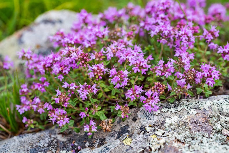 English Thyme Seeds - 20 Count - Thymus vulgaris - Aromatic Herb for Cooking and Gardens - Drought-Tolerant Perennial