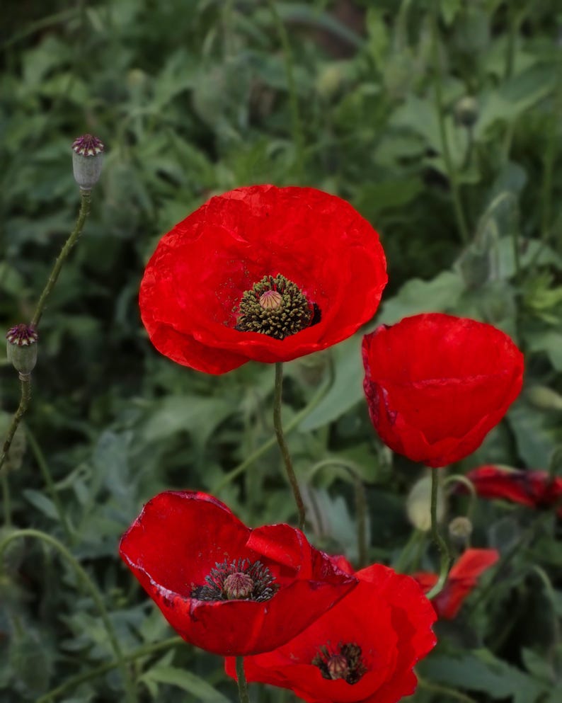 Shirley Poppy Seeds - 20 Red Poppy Seeds, Papaver rhoeas, Corn Poppy for Pollinators, Garden Flowers