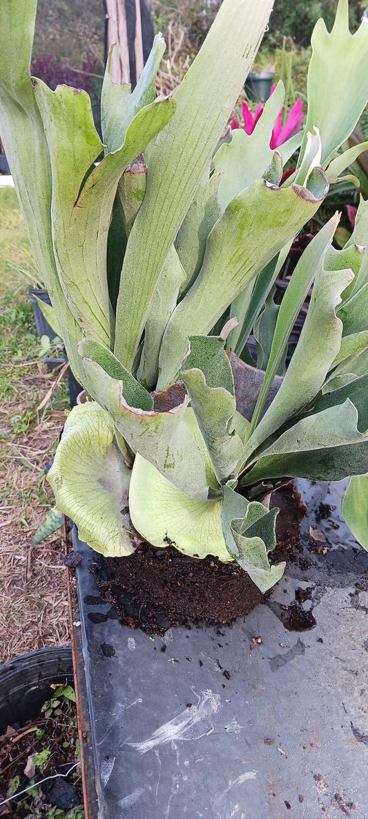 Staghorn Fern Plant - Very Large Multi-Head Colony - Platycerium hillii - Tropical Epiphyte for Mounting or Hanging