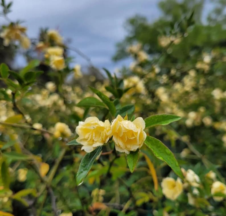 Climbing Rose Starter Plant - Yellow Double Blooms - Lady Banks Rose (Rosa banksiae) - Thornless, Hardy for Zones 6-11