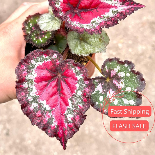 Begonia Starter Plants Assorted Pack | Rooted House Plants | Pet Safe | Begonia Polka Dot Maculata Ferox Pink Red | 4" Pot