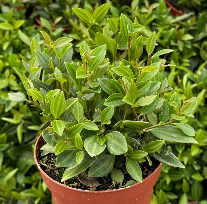 Peperomia Beetle Plant | 4" Live Houseplant | Trailing Green Leaves | Peperomia quadrangularis | Non-Toxic Indoor Plant