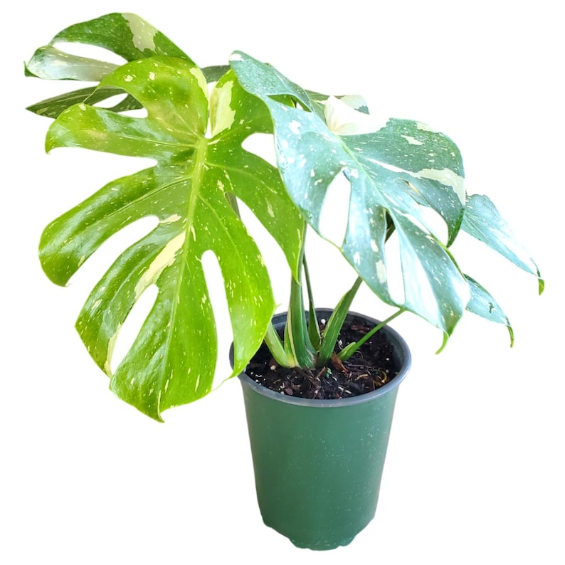 Rare Monstera Thai Constellation Plant – 6" Nursery Pot – Variegated Indoor Houseplant – Monstera Thai Constellation