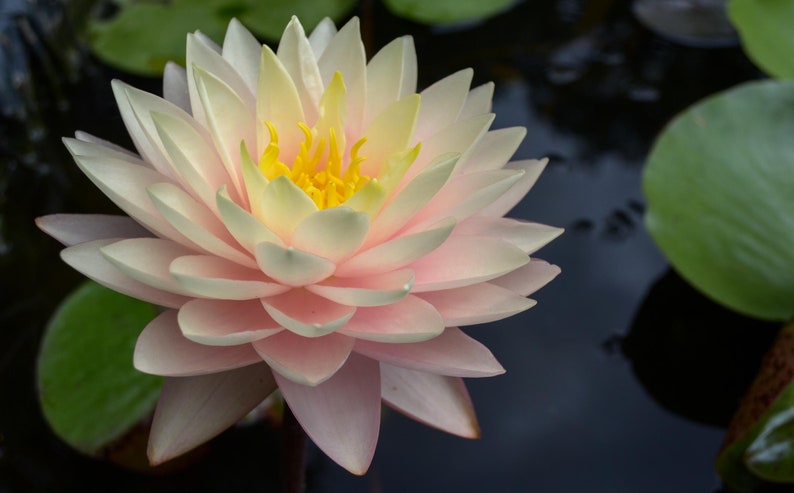 Blushing Bride Water Lily 3 Pack, Nymphaea, Peach-Orange Blooms, Hardy Pond Plants, Water Garden Lilies