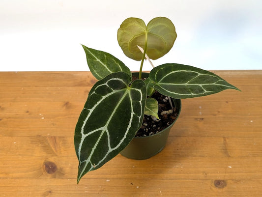 Anthurium Crystallinum 4-inch Pot | Rare Tropical Houseplant | Velvet Leaves with Silver Veining | Indoor Aroid Plant