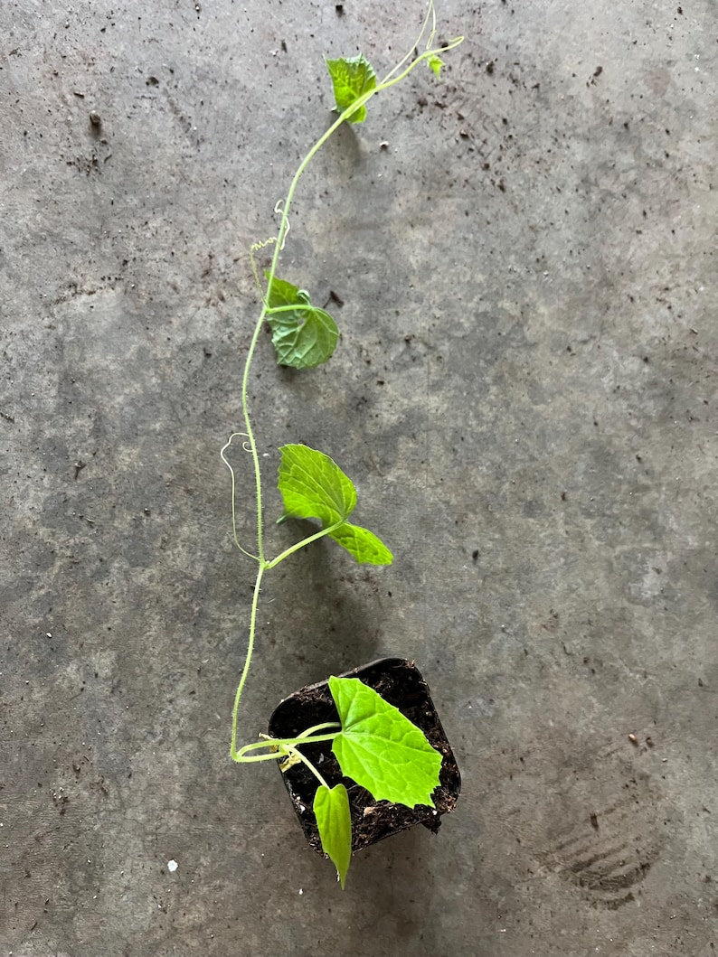 Mini Watermelon Plant in 4” Pot - Cucamelon (Melothria scabra) - Non-GMO, Naturally Grown, Refreshing Flavor for Salads & Snacks