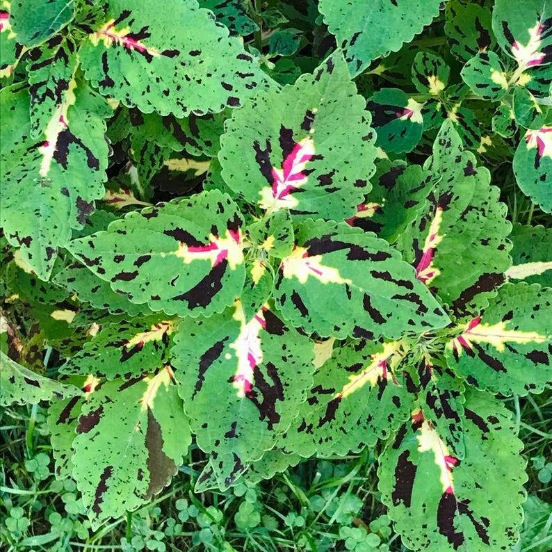 Coleus Calipsa Live Rooted Starter Plant, Colorful Ornamental Foliage, Rare Houseplant Gift, Solenostemon Scutellarioides