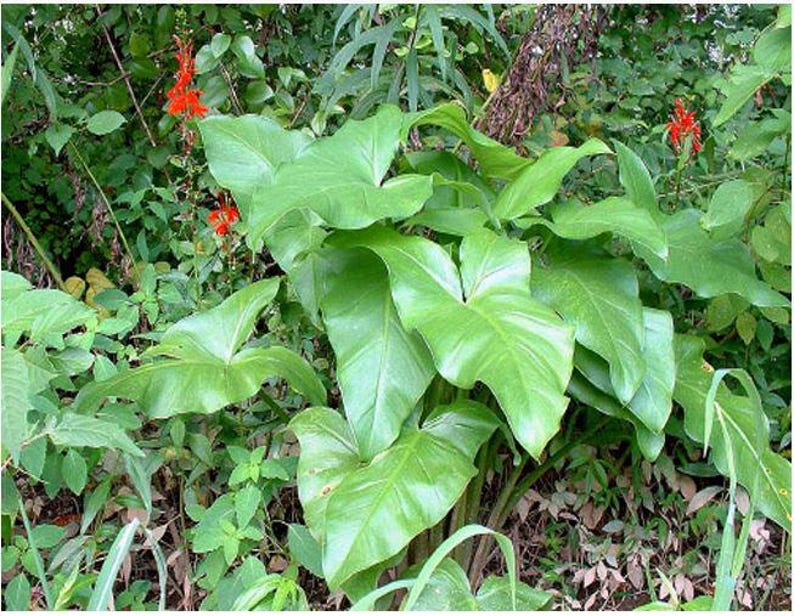 Arrow Arum 2" Pots - Green Perennial Bog Plant, Peltandra Virginica, Winter Hardy, Water Garden, 6 Pack from Tucson AZ