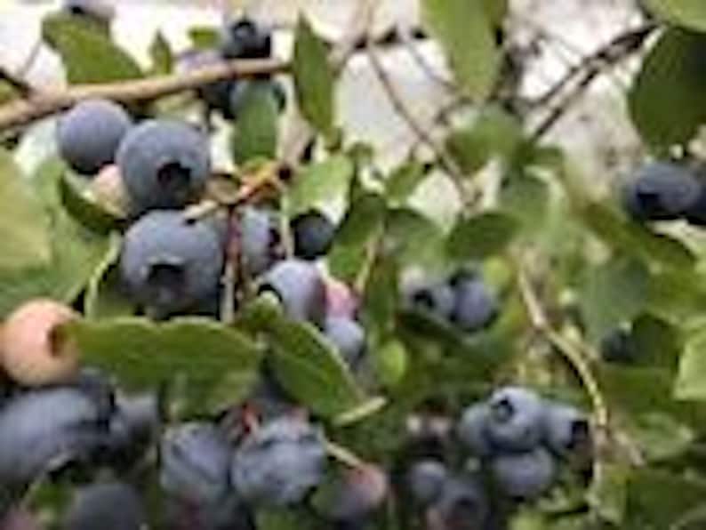 Dwarf Blueberry Plant - Tophat Starter Bush 4-6 inches - Edible Fruit - Vaccinium angustifolium - Perennial Berry Bush