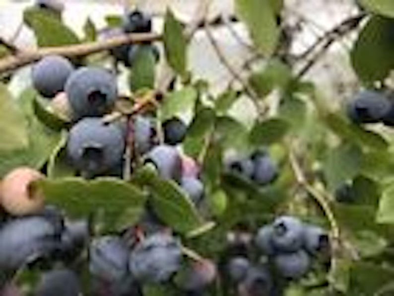 Dwarf Blueberry Plant Starter 4-6 inch Top Hat Vaccinium angustifolium Edible Fruit Bush - Perfect for Container Gardening