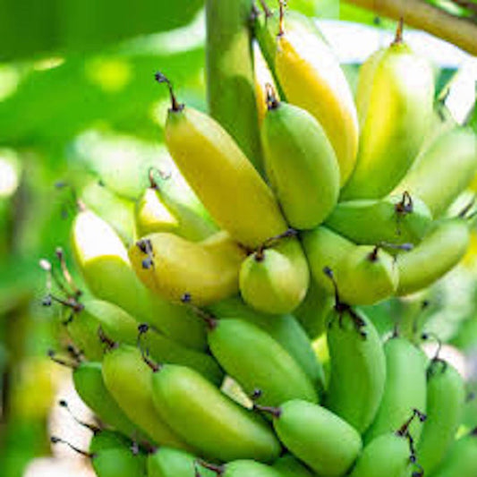 5 Banana Tree Starter Plants - Musa acuminata 'Grand Nain' - Dwarf Variety for Home Garden - Sweet Fruit Tree Plant