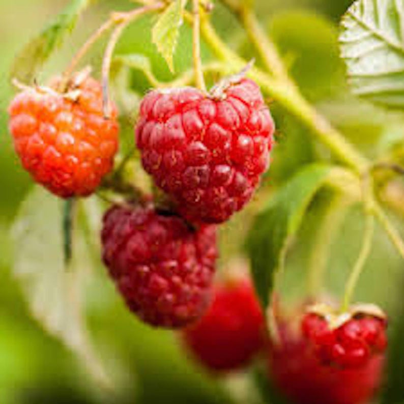 Nantahala Red Raspberry Plant Starter - Edible Perennial Fruit Plant Rubus - Pack of 2 for Outdoor Gardening