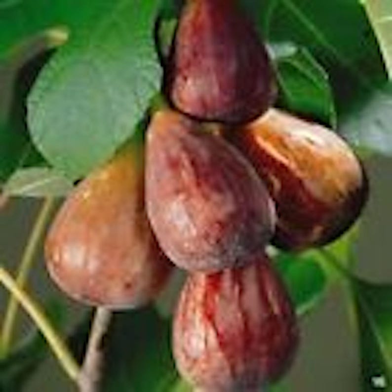 Brown Turkey Fig Tree Starter Plant - Ficus Carica - Fruiting Perennial - 5 Bare Root Plants for Home Garden