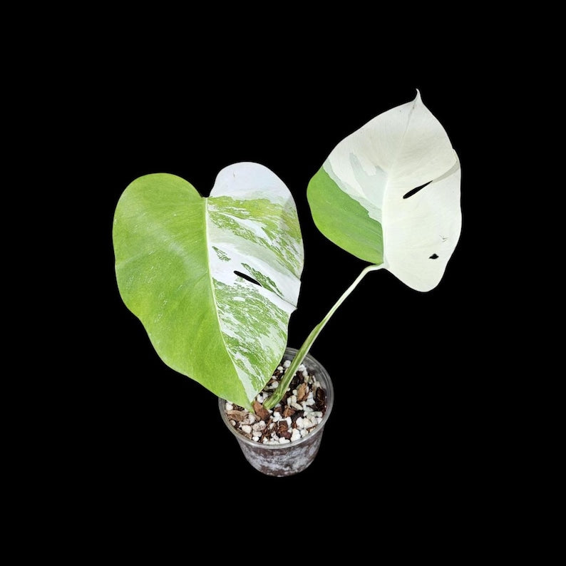 Variegated Monstera Albo Plant - Rare Indoor White Monstera Borsigiana - Exact Plant by US Seller - Unique Houseplant Decor