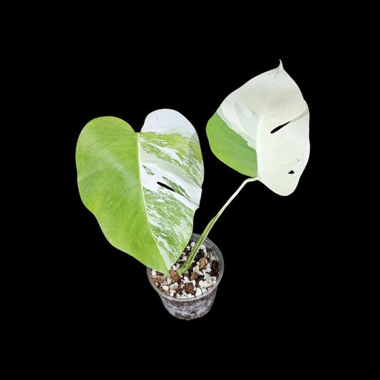 Variegated Monstera Albo Plant - Rare Indoor White Monstera Borsigiana - Exact Plant by US Seller - Unique Houseplant Decor