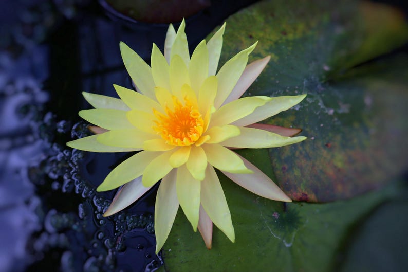 Pin Waree Nymphaea Water Lily 3 Pack - Yellow Pond Lilies for Water Gardens - Hardy Floating Plants