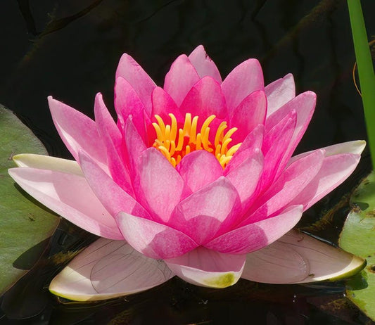 Winter Hardy Water Lily 3 Pack - Nymphaea ‘Fabiola’, Pink Flowering Pond Plants for Water Gardens, Aquatic Plants