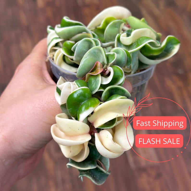 Hoya Compacta Variegated Live Plant | 4" Starter Plant | Hoya Hindu Rope | Perfect for Rare Plant Collectors | Hoya carnosa