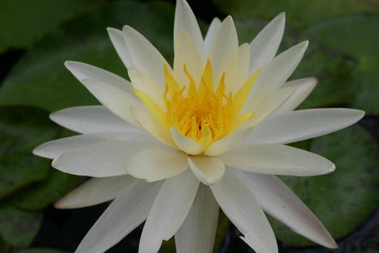 Winter Hardy Water Lilies - 3 Pack of Nymphaea ‘Moon Dance’ - Flowering Pond Plants for Water Gardens - Free Shipping Over $35